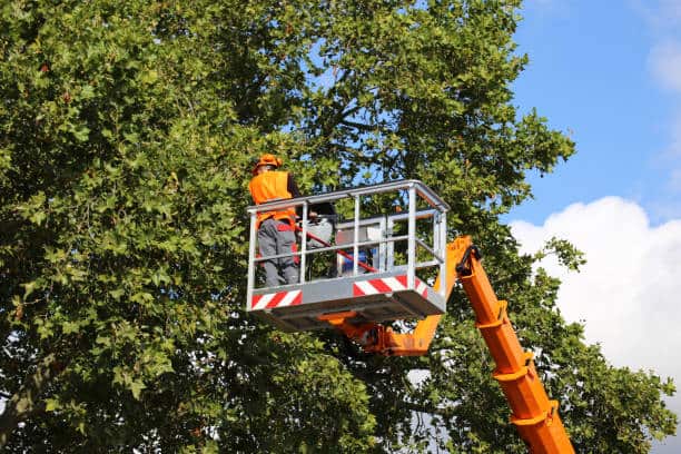 Tree trimming service