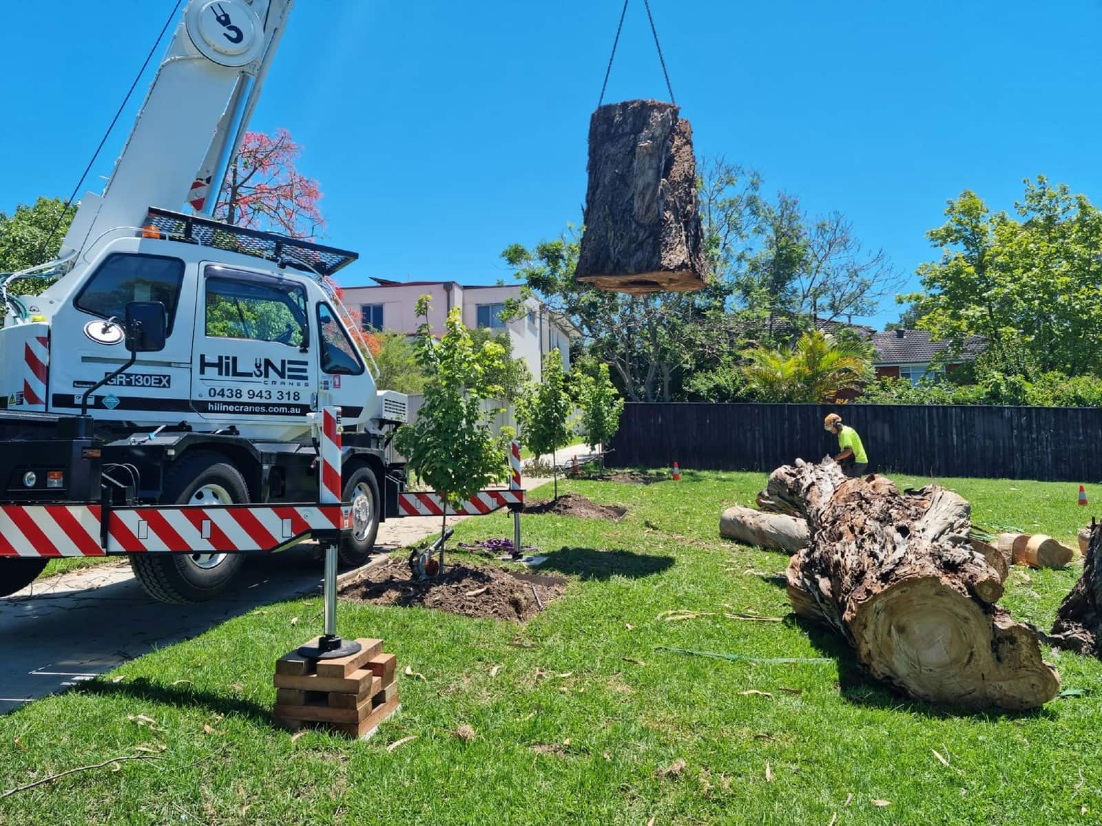 Professional tree work
