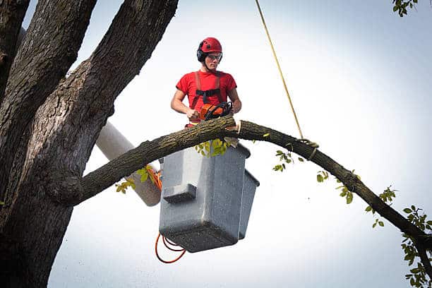 Commercial Tree Service