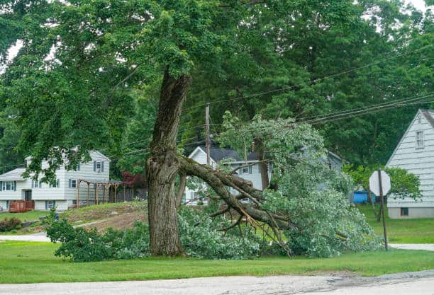 Emergency Storm Damage Tree Removal