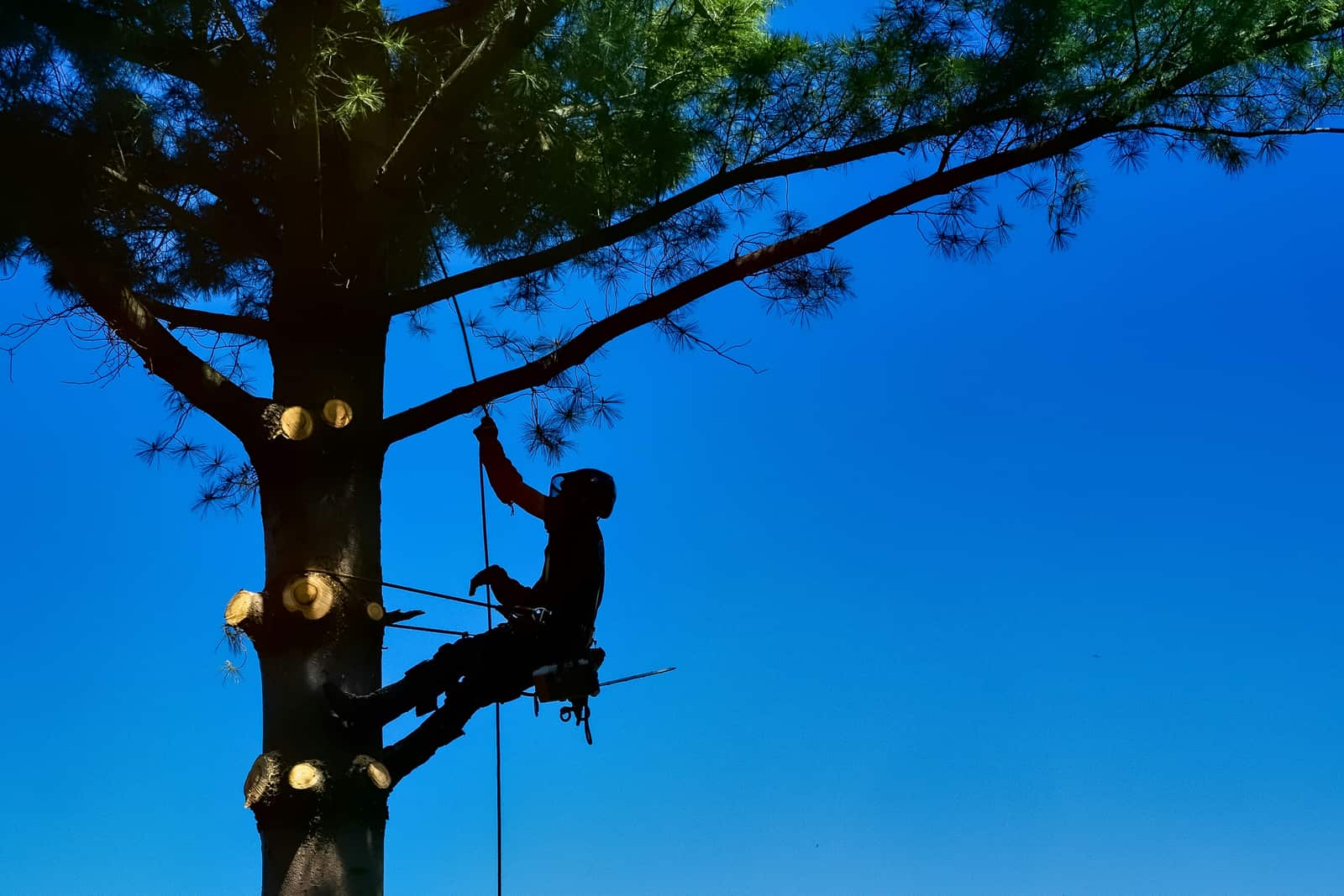 Tree Cabling