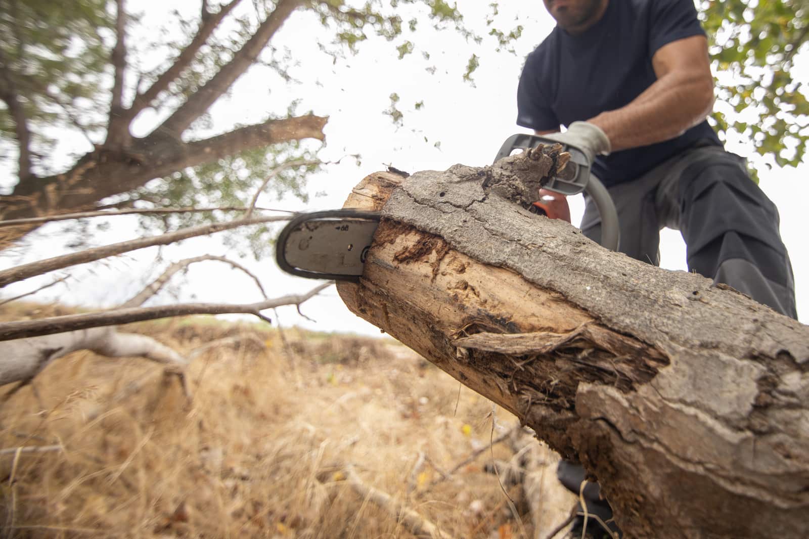 Tree Removal by Clark's Tree Express