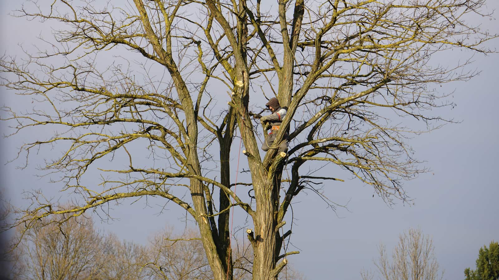 Tree service team at work